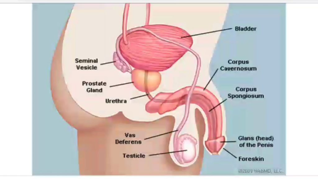 penis-male